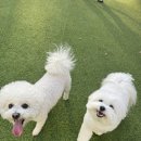 강아지천국 | 내돈내산)🐶용인 애견카페 테일즈파크 리얼후기｜운동장 넓은 강아지 천국