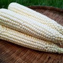 옥수농장 이미지