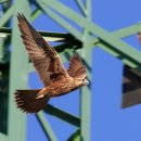 헨다손매 Saker Falcon 084 ( 사진없음 ) 이미지