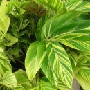 천연 공기청정기 숯부작 원예 | 실내에서 식물을 키우면 좋은점과 원예방법