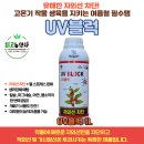 천창일농장 | <최고농약사>폭우 이후 고온기 작물관리 총정리!(UV블럭 + 캐러제난50 활용법)고추, 사과, 참외, 수박...
