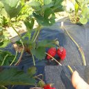 삼주농장 이미지