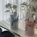 광주 상견례 선물 1탄 &#39;플라워윤&#39; 서양란 호접란 아마빌리스화분