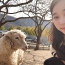 화순 미내미 목장 네이버블로그