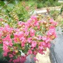 칠봉농장 이미지