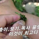 [명아주, 려] 송충이, 모기, 독충, 독사에 물려 가렵고 부어 오를 땐 이거 한 잎으로~. 이미지