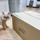 씨제이(CJ)항균세탁 | 💛 노랑덕후의 여름템 픽! 헬렌스타인 냉감이불 내돈내산 후기 (사이즈꿀팁)