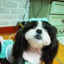 마리애견 이미지