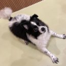 털로덮인친구들 서울상도점 이미지