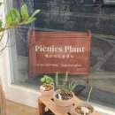 서대전육교 | 대전 식물 : 신혼 집에 어울리는 화분, 개업 화분, 반려 식물도 있는 "피크닉스플랜트"