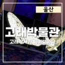 주식회사 고래의꿈 | 울산 실내 아이랑 가볼만한 곳 장생포고래박물관