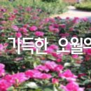 꽃길 이미지