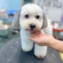 뚜뚜보떼펫살롱 티스토리