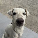 몽통구리 이미지