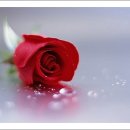 다윗목장 이미지