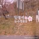 월포마을 | 벚꽃 드라이브!, 거창 임불마을, 수양벚꽃? 능수벚꽃을 보러가다!!