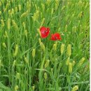 총각네천냥 | 생활문학으로서의 여성민요