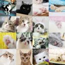 양이양이 이미지