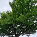 성흥산 솔바람길 이미지