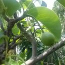 장자농장 이미지