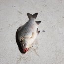 덕우낚시터 이미지