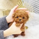 인천강아지분양 애견샵 안심되는 곳