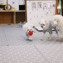 퍼피스프링 부천점 이미지