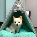 놀다가개유치원 이미지