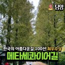 전라도 담양 여행 갈만한곳 메타세콰이어길 코스(호남기후변화체험관, 개구리생태관, 호수)