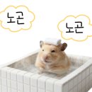 일상가배 이미지