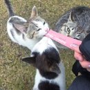 럭키펜션 | 대부도펜션 판타루시아 비올레타 자세한 후기