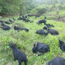 염소사육장 이미지