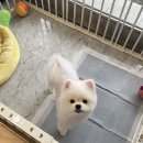 살롱드베베 | 수성구애견미용, 살롱드베베에서 스트레스 없이 반려견 미용받기