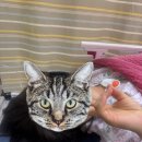 (동탄 화성 수원 용인 오산산부인과)동탄제일병원 제왕절개1,2일차후기