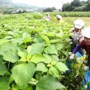 영광자원 이미지