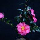 보성꽃식물원 이미지