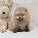 버디독 강아지분양 안심분양센터 서울 영등포점 이미지