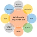 Re: 통곡물을 발효할 때 이눌린, 베타클루칸, 페놀화합물은 어떻게?, 균주 탐구... 이미지