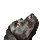 나의 반려견 이미지