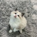 랙돌캐터리 이미지