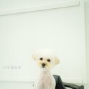 디어.플라워 | 디어.플라워 직접 다녀온 솔직 후기