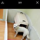 에코 켄넬 이미지