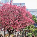 2017 새봄맞이 음악회 | 서울 봉은사 홍매화 3월 중순 개화 상황은? 서울 봄꽃 구경 명소