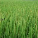 김제광활간척지쌀 이미지