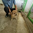 네모강아지 이미지