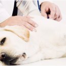 24시 더휴동물의료센터 이미지