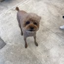 더 빛나개 이미지