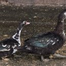 김광영농장 이미지