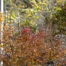 마당 청단풍나무(2025. 11. 15) 이미지