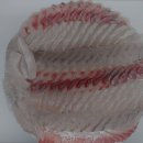 가좌1-05-048 | [인천 대방어 방어 방어철 맛집 추천] 소문난가좌싱싱회 신선한 해산물의 맛집